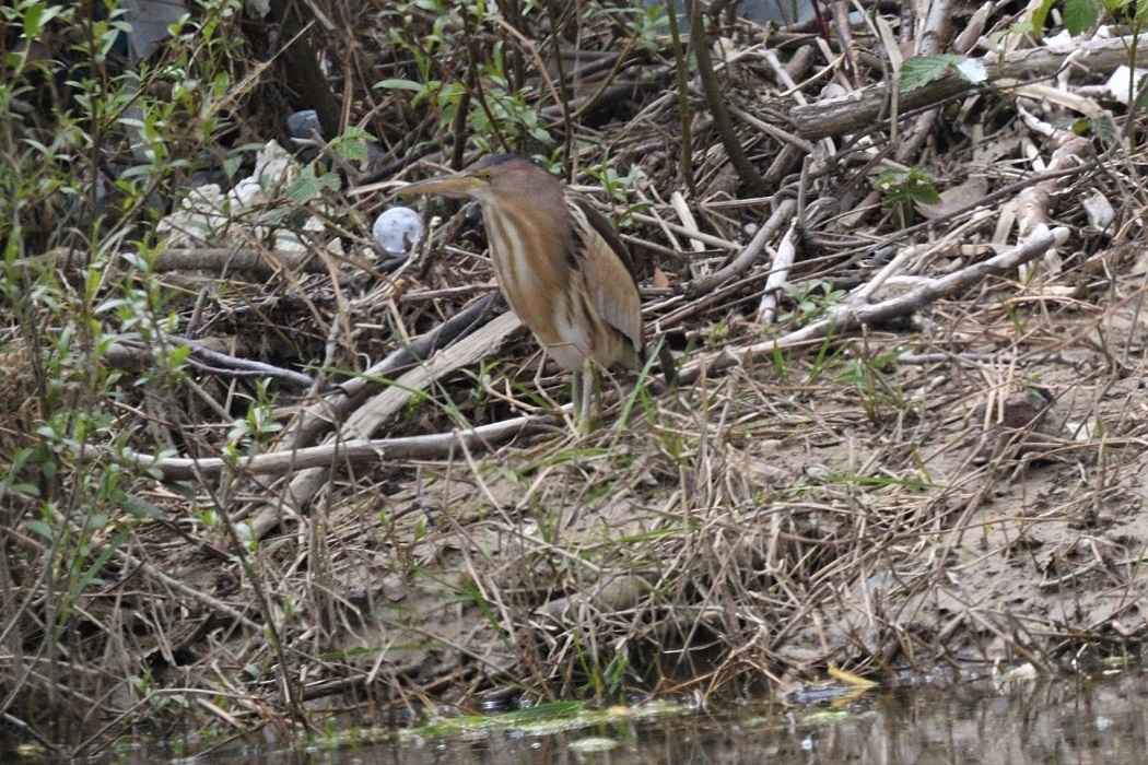 Little Bittern